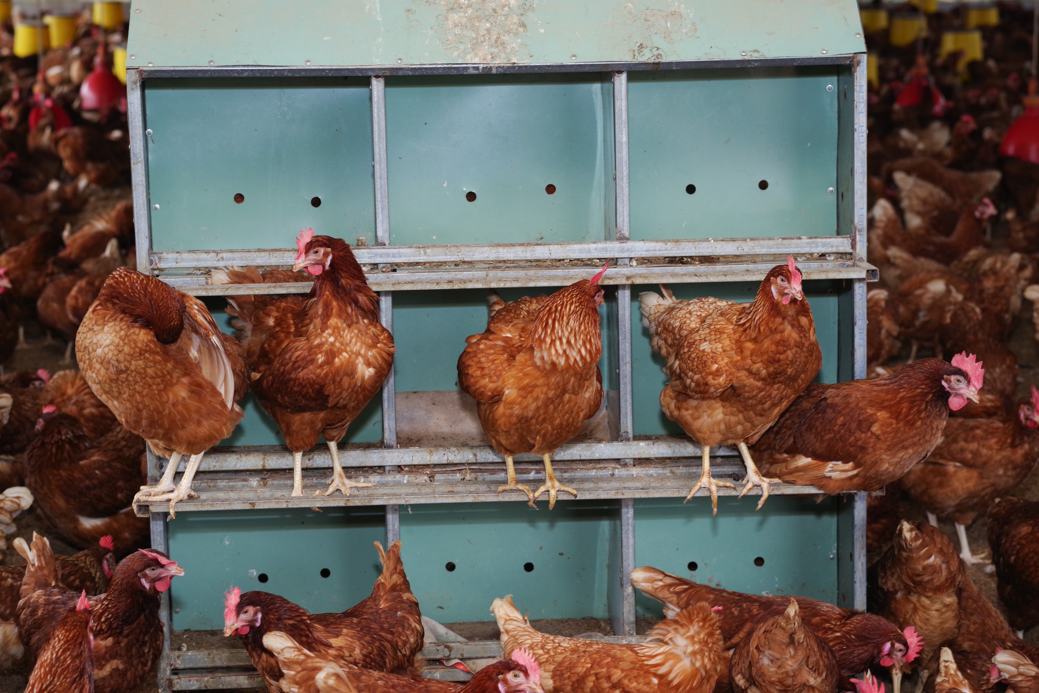 V.Food đẩy mạnh sản phẩm trứng gia cầm giàu vitamin - ảnh 1