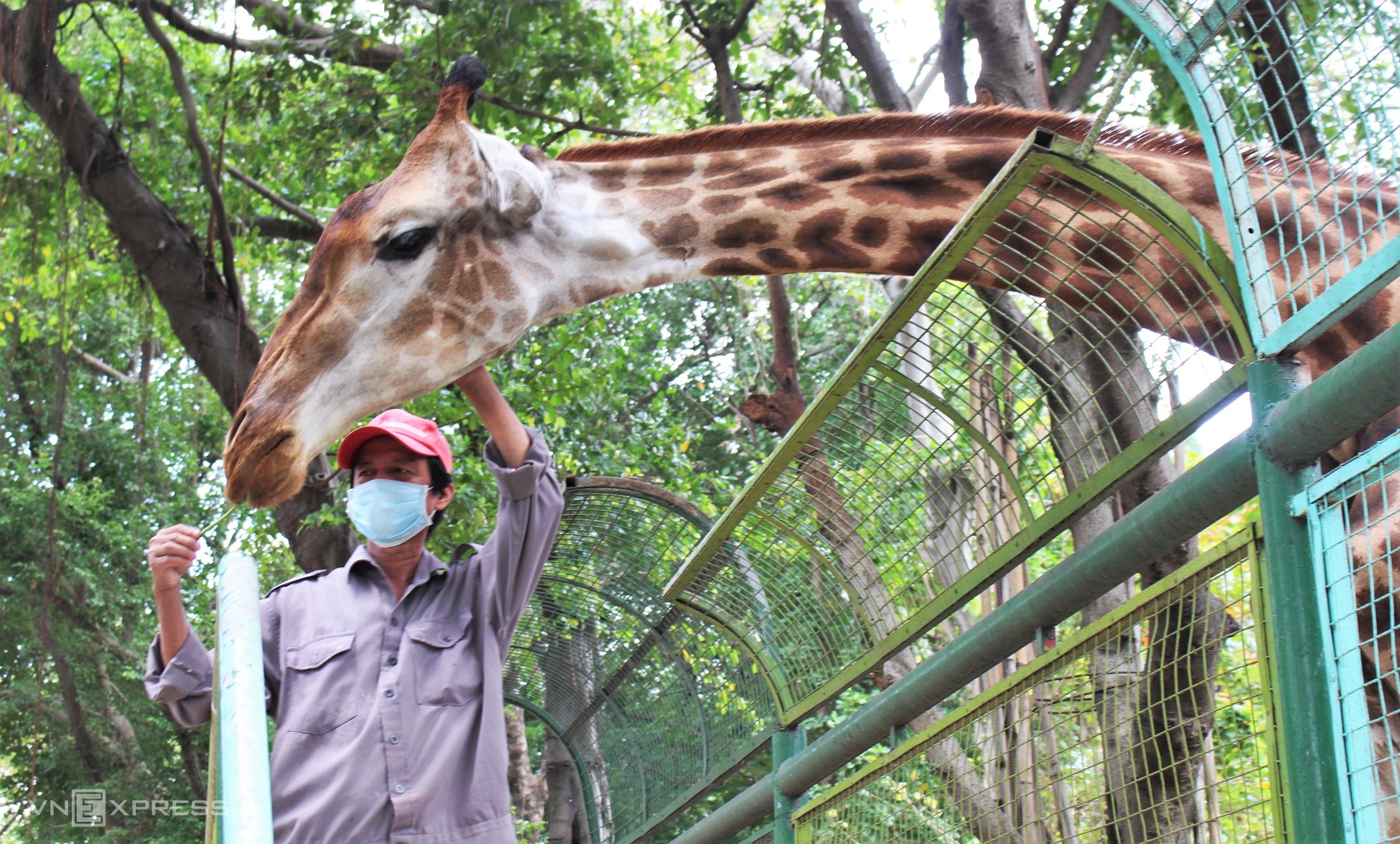 Một nhân viên đang chăm sóc hưu cao cổ tại Công viên Văn hóa Đầm Sen vào ngày đầu mở cửa trở lại 6/11/2021. Ảnh: Huỳnh Nhi