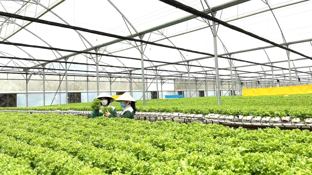 Với bệ đỡ ‘sân nhà’, WinEco tự tin ‘xã hội hóa rau sạch’ trên toàn quốc - ảnh 2